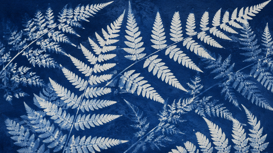 Ai Cyanotype Photo Prompts example