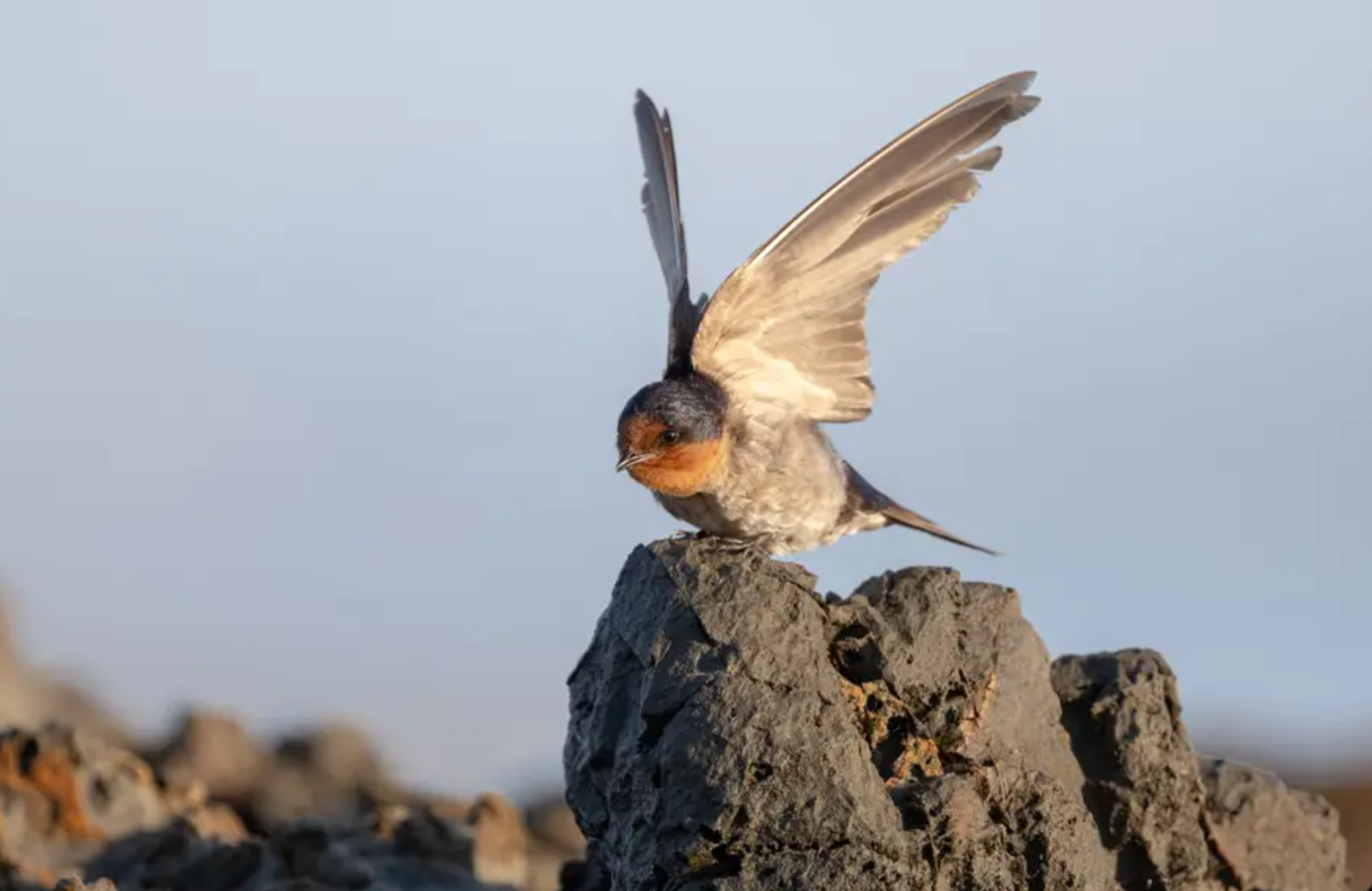 Telephoto zoom lenses