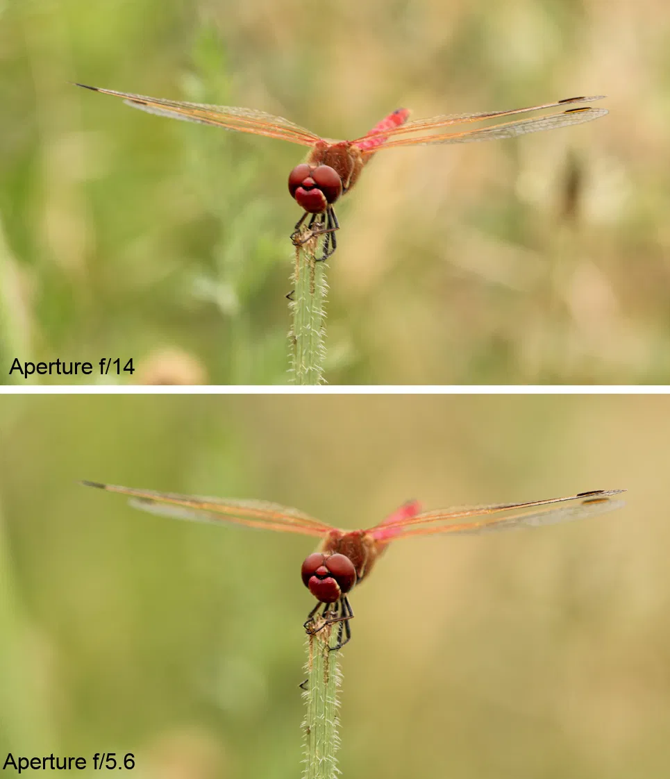 Aperture for macro photography