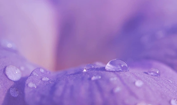 Scatto macro della natura