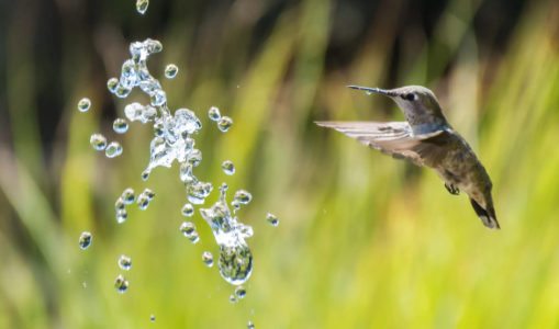 Fast shutter speed photography