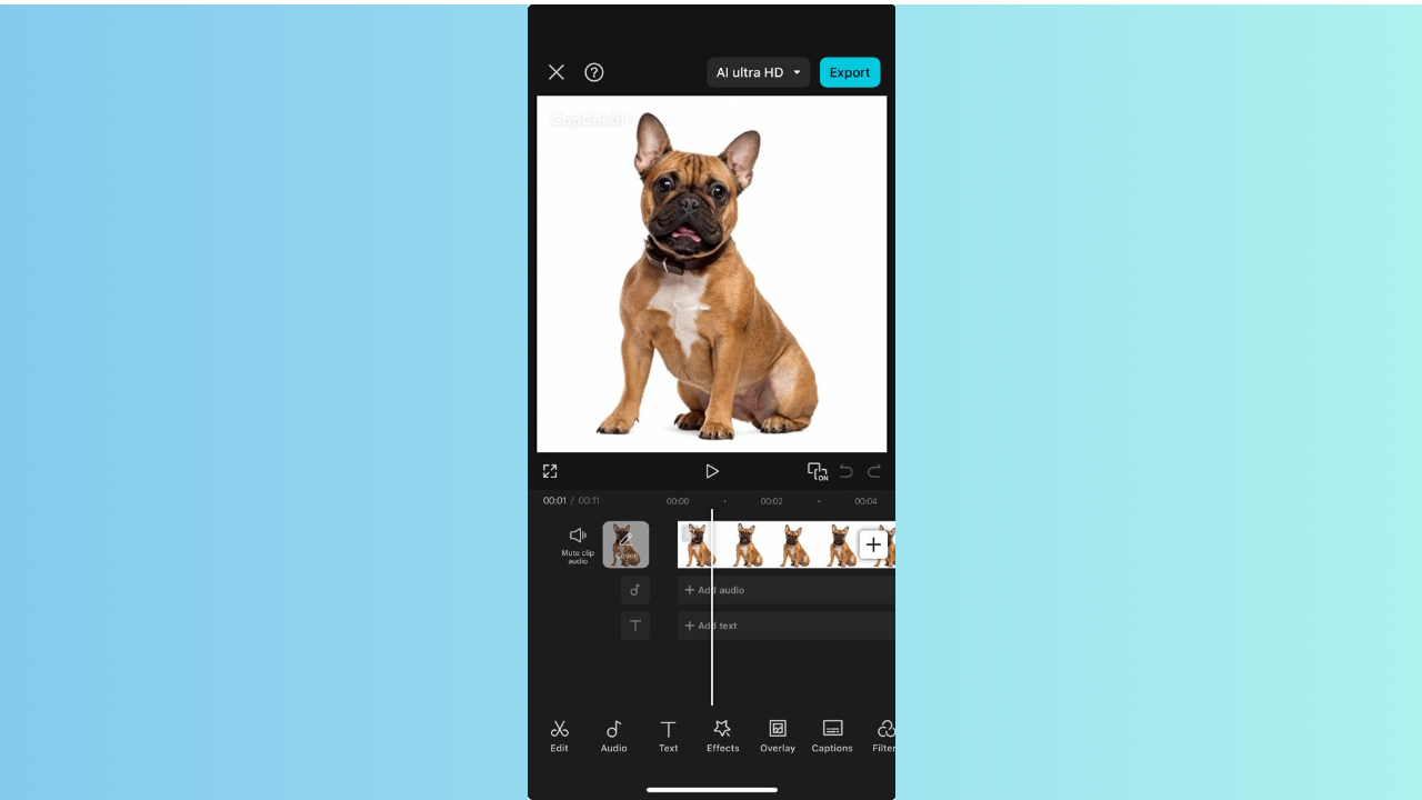 Fransız bulldog köpek günü şarkısı