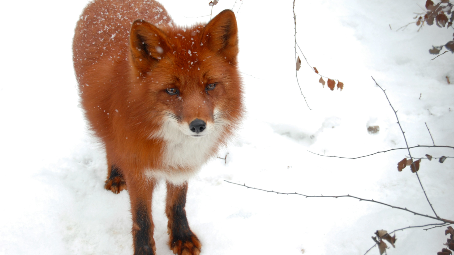 Introduction to AI furry art generators