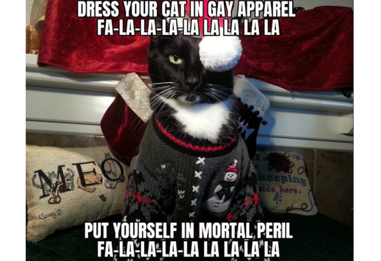 Cat Christmas meme in cozy holiday sweater