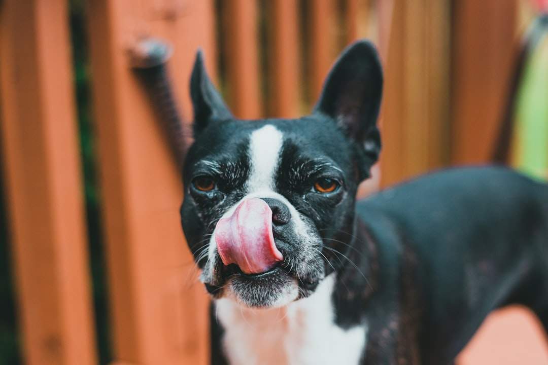 anjing lucu membuat muka bodoh dengan lidah terkeluar