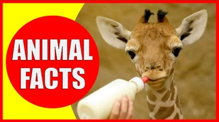 Amazing animal fact videos