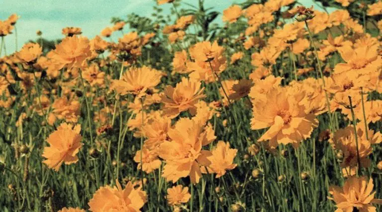 Image showing a vintage look photo - a trending photo editing style