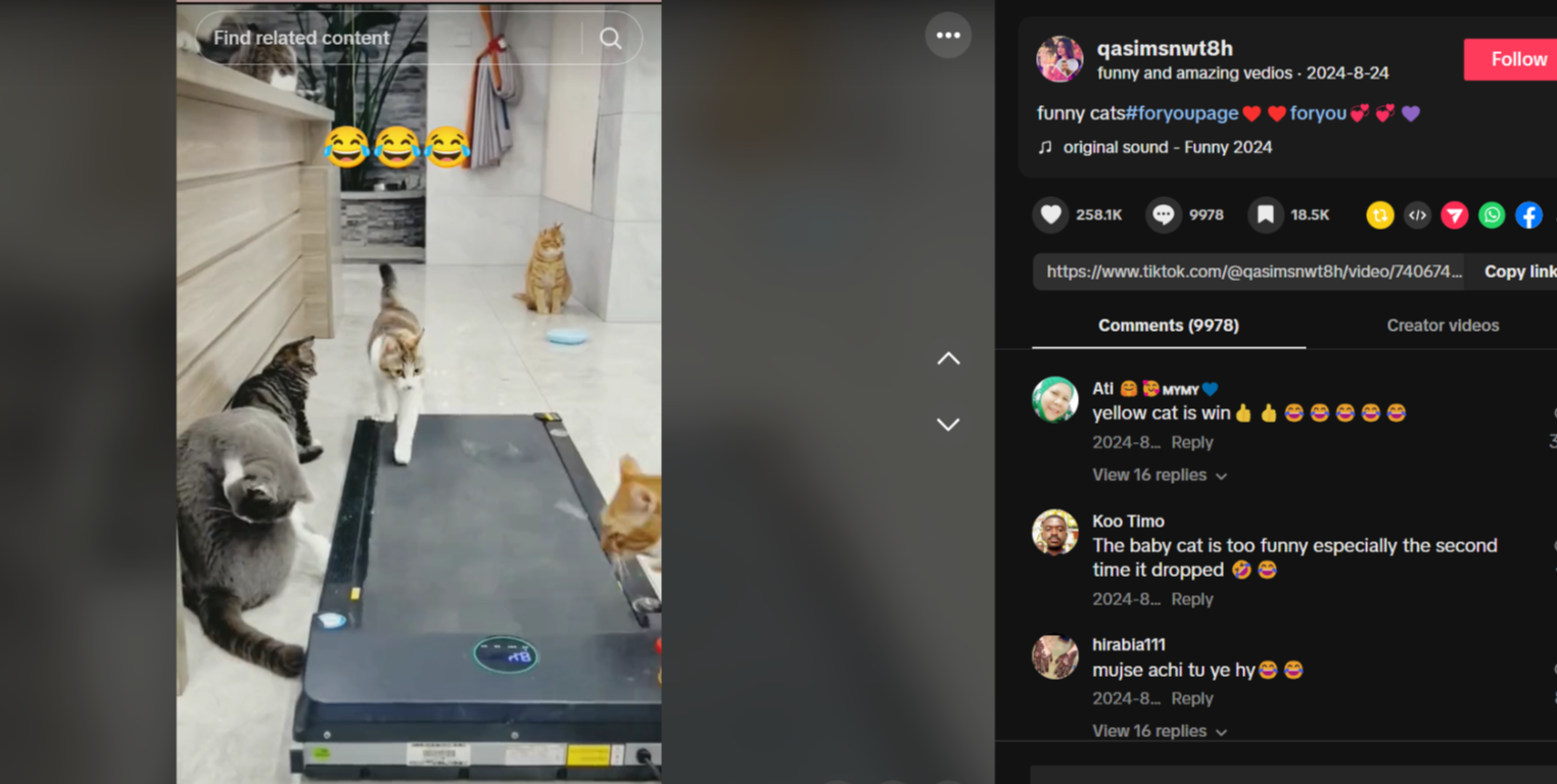 Pet and animal video reels on TikTok
