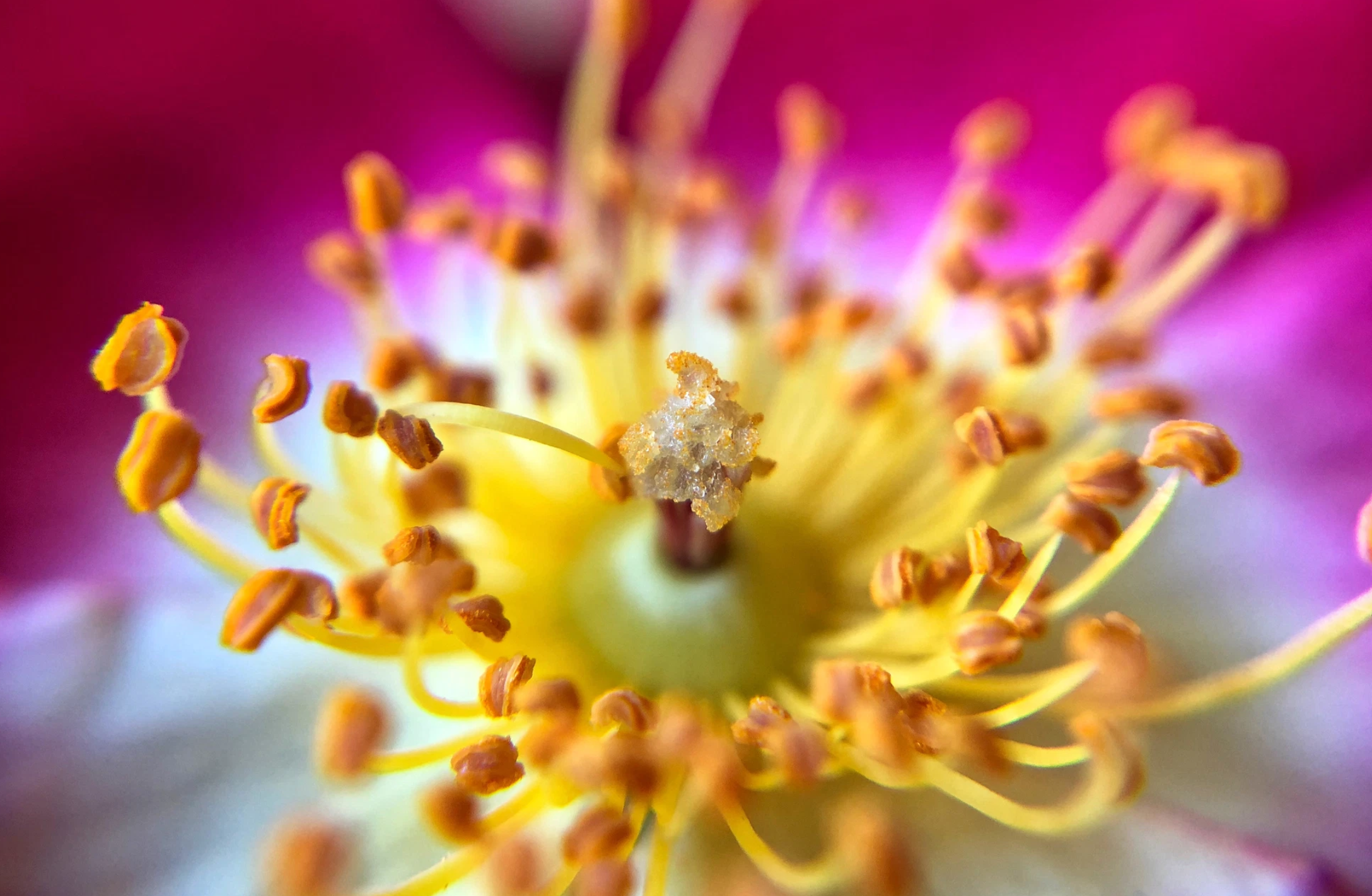 90mm–105mm Macro Lenses