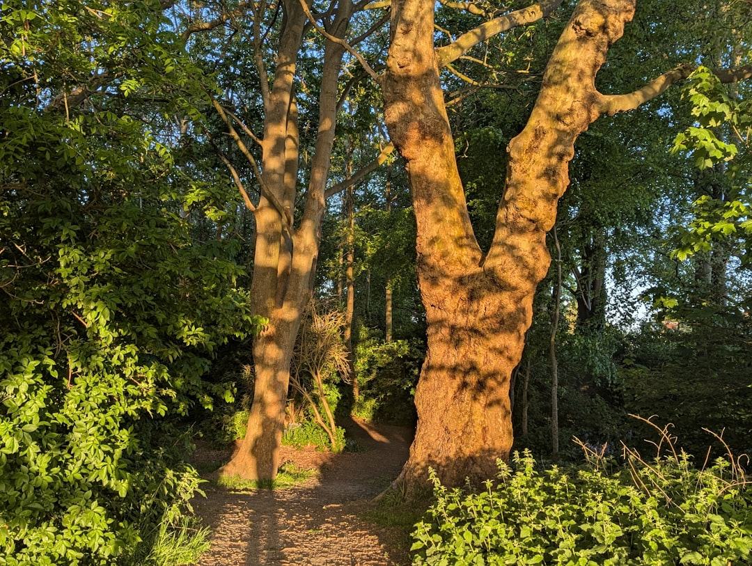 Un sendero forestal sereno con la luz del sol se filtra a través de los árboles, invitando al espectador a dar un paseo.