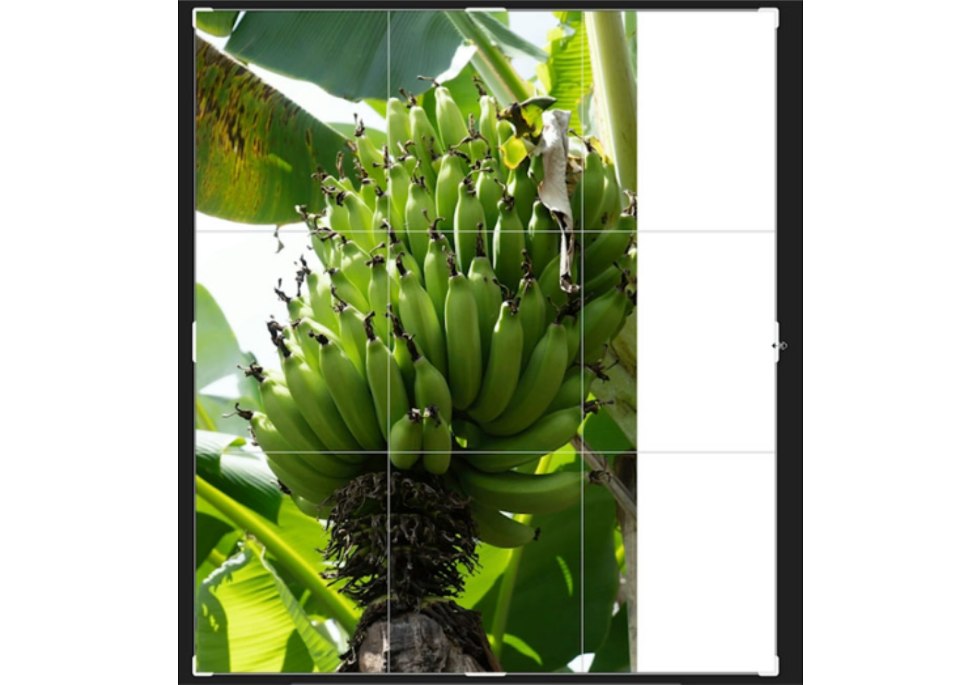 Adjusting the photo frame with the crop tool