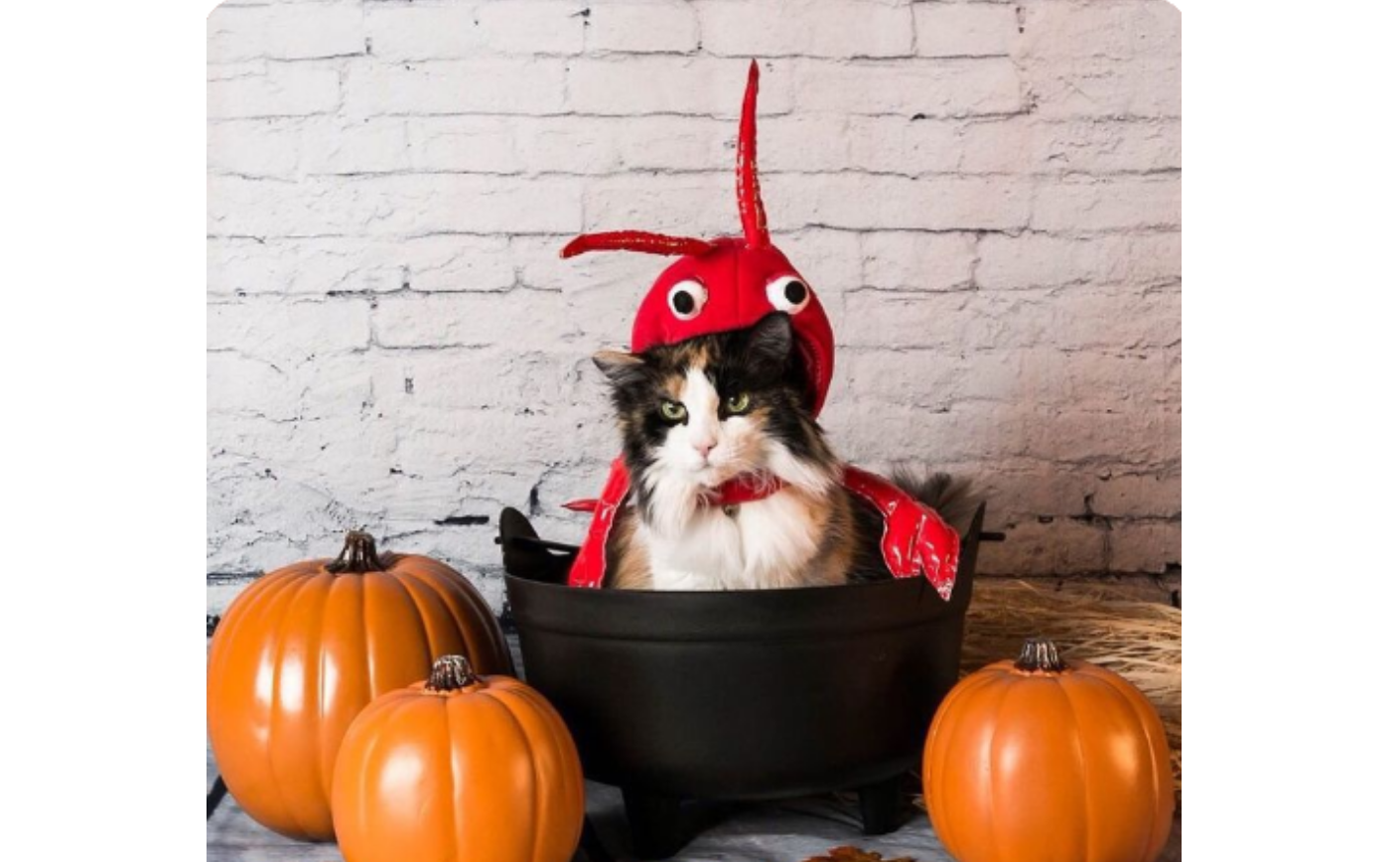 Smiling cat surrounded by pumpkins and candy