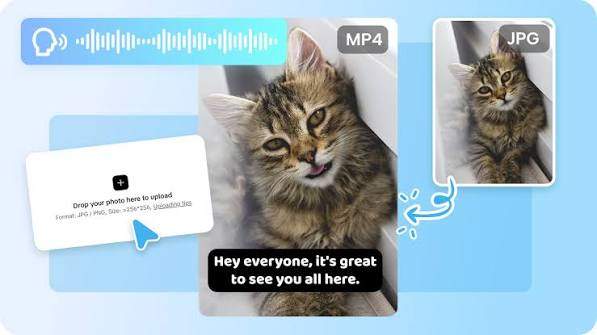 cat image