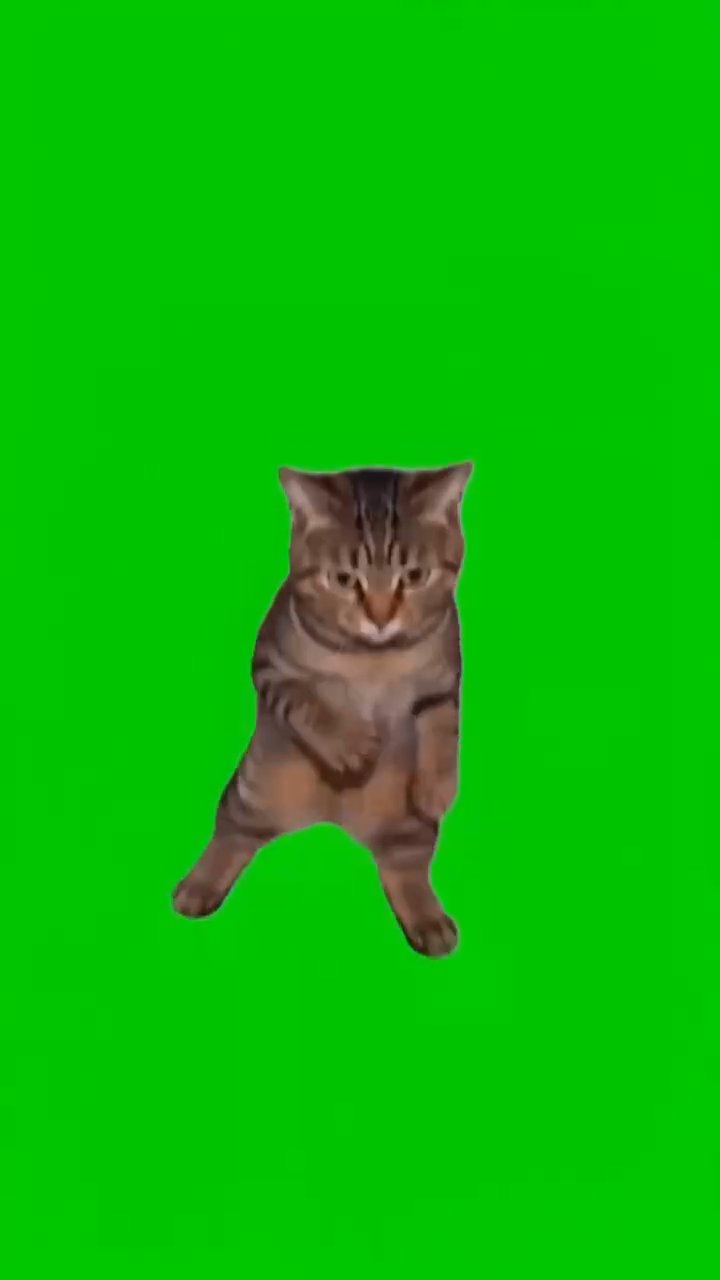 green-screen-cat-dance-video