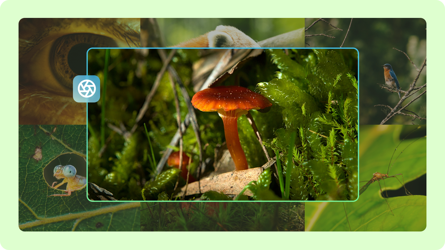 telephoto lens photography