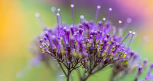 Spotlight your star - a shallow depth of field photo