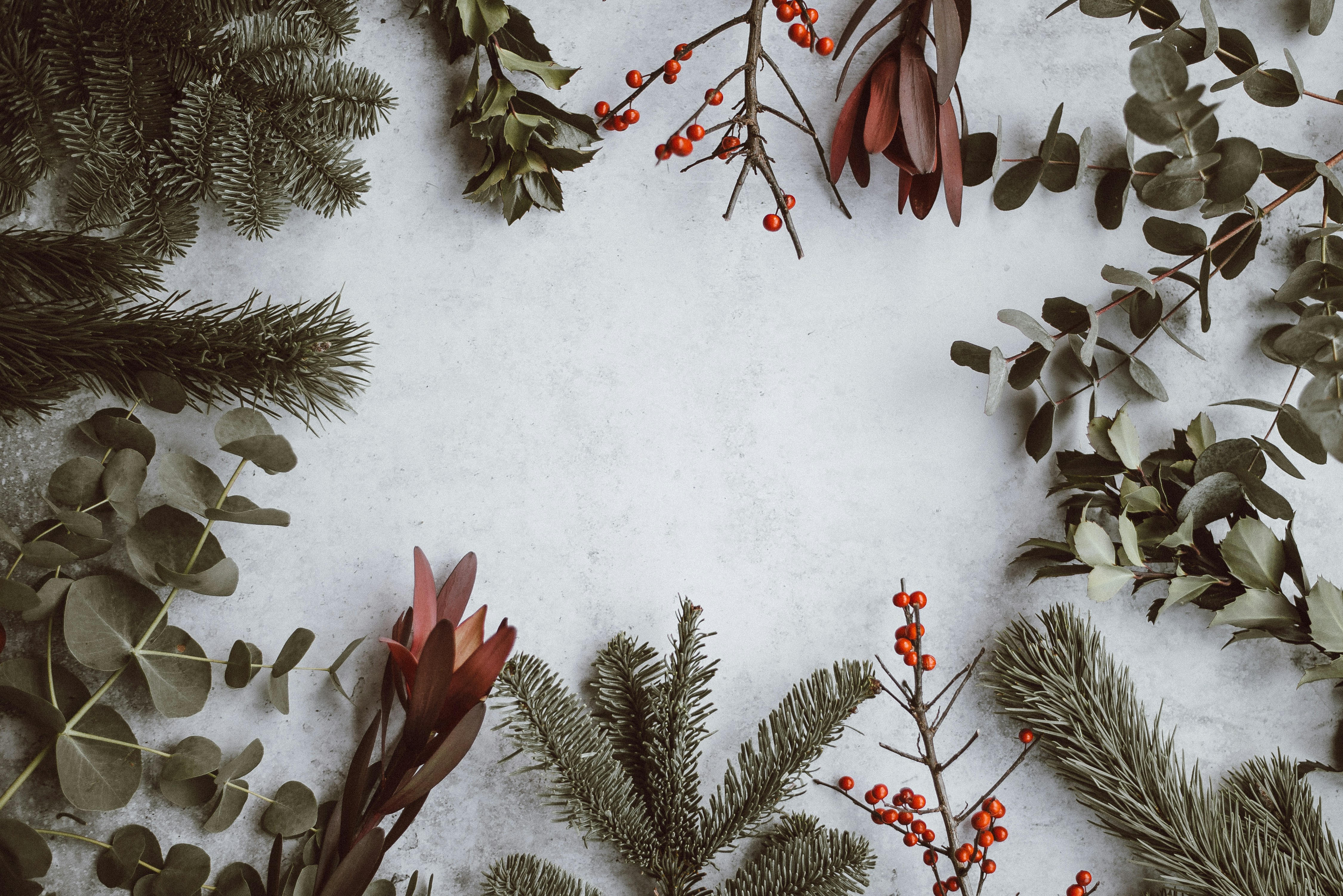 Christmas background - pine, eucalyptus, berries