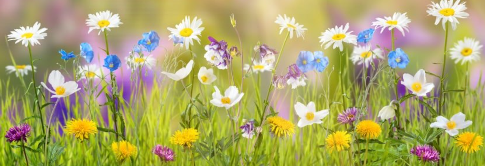 Spring cover photos for Facebook: blooming flower garden