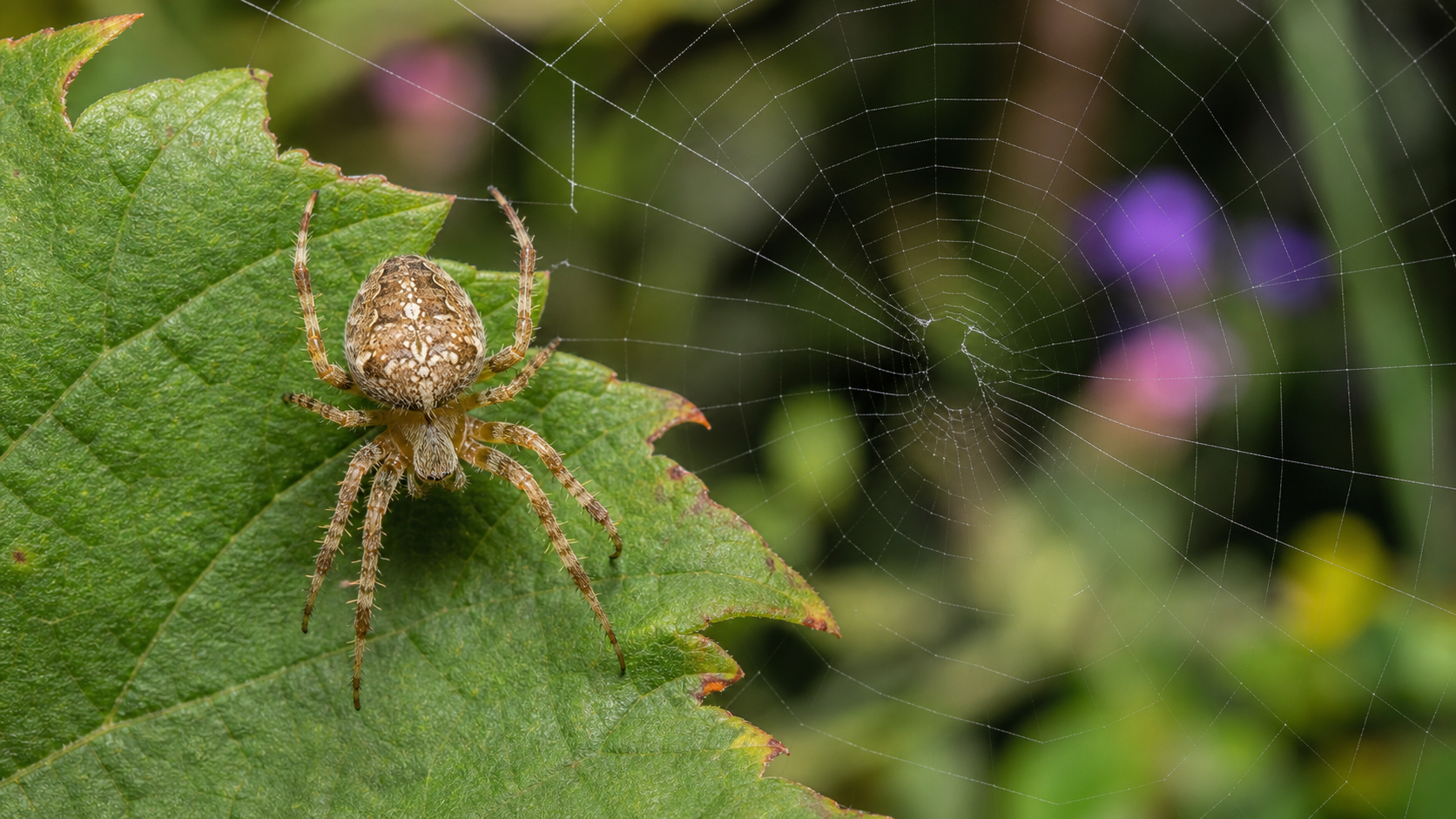 Spider Identifier AI Tool example created for Dreamina
