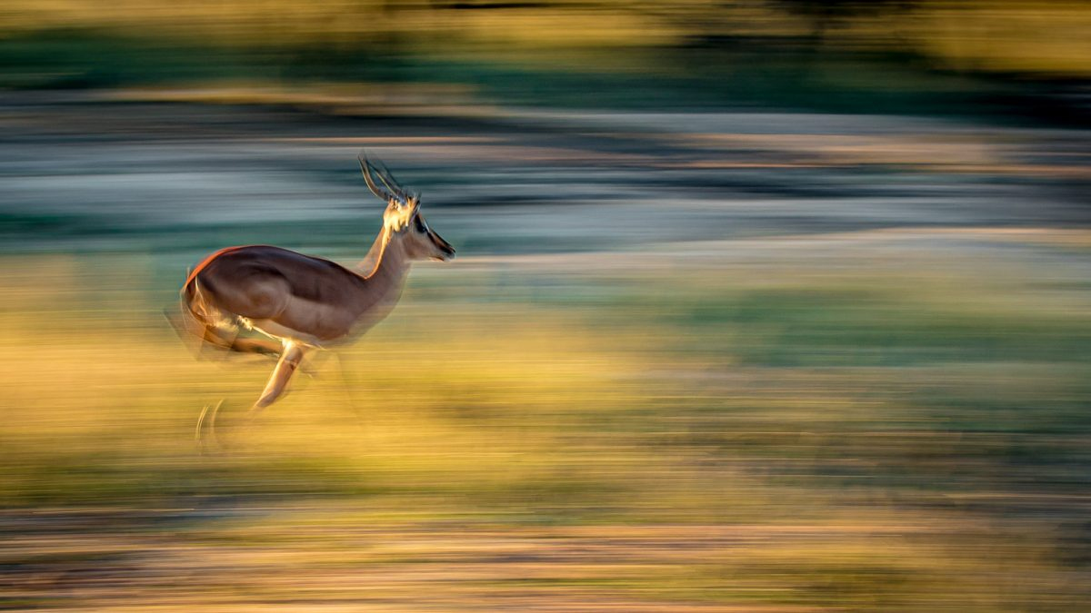 Contoh fotografi hidupan liar