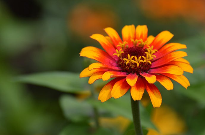 Simplicity wins - a shallow depth of field photo