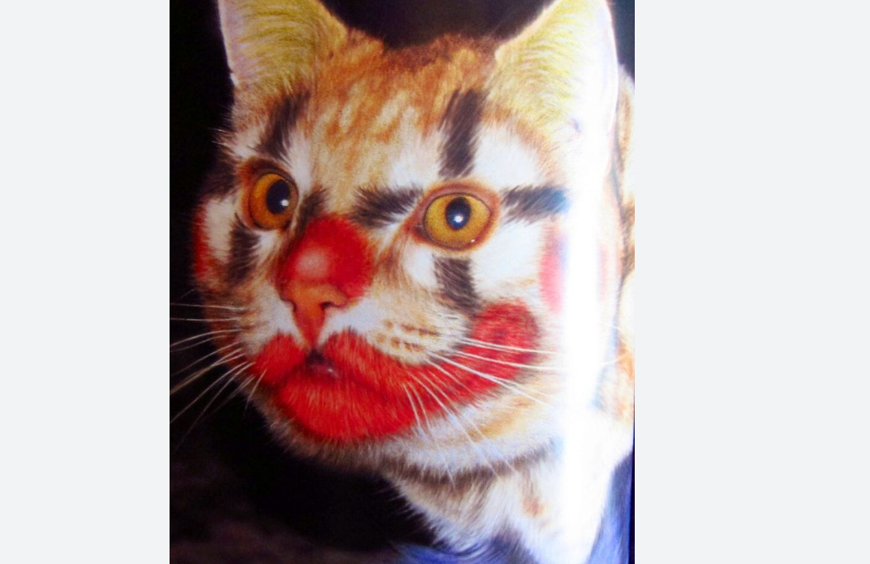 Cat with colorful dyed fur