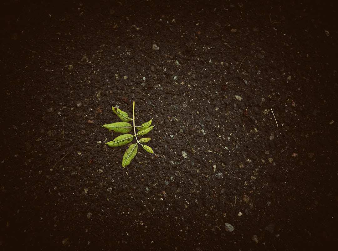 A single green sprout growing out of the ground, symbolizing new life, growth, and a fresh start.