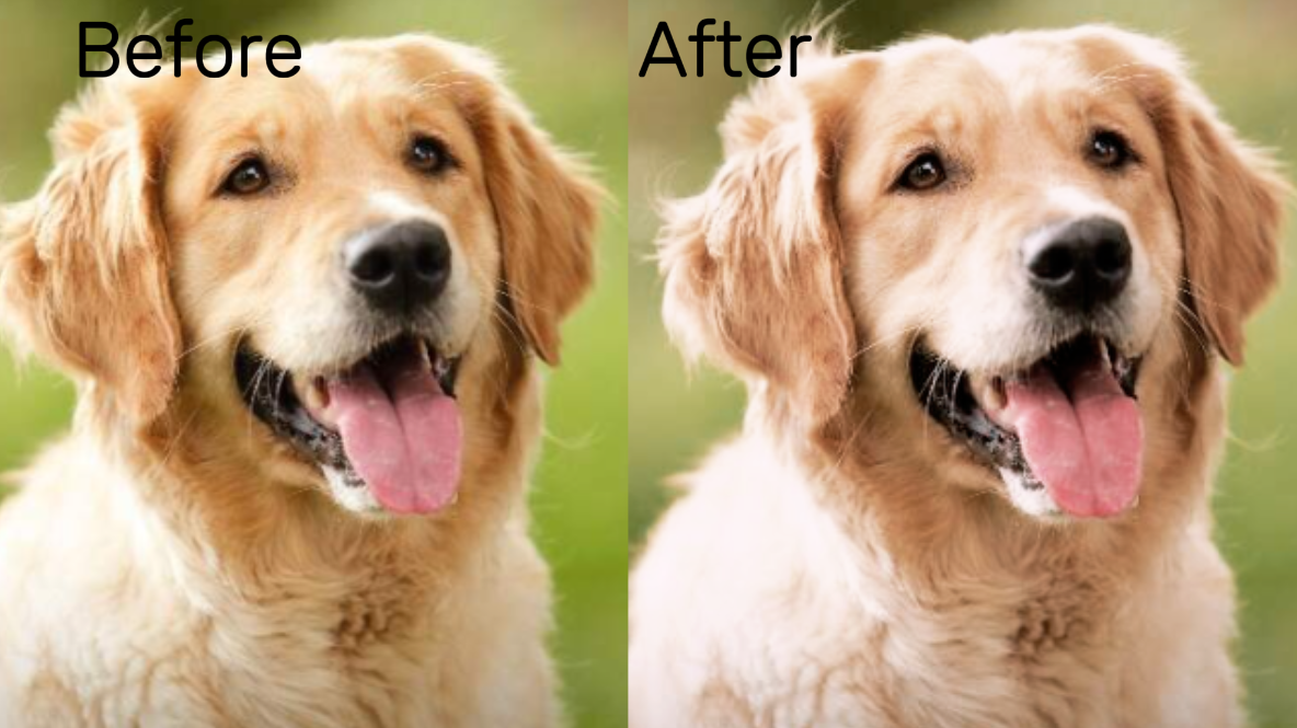 Best filters for dog photos