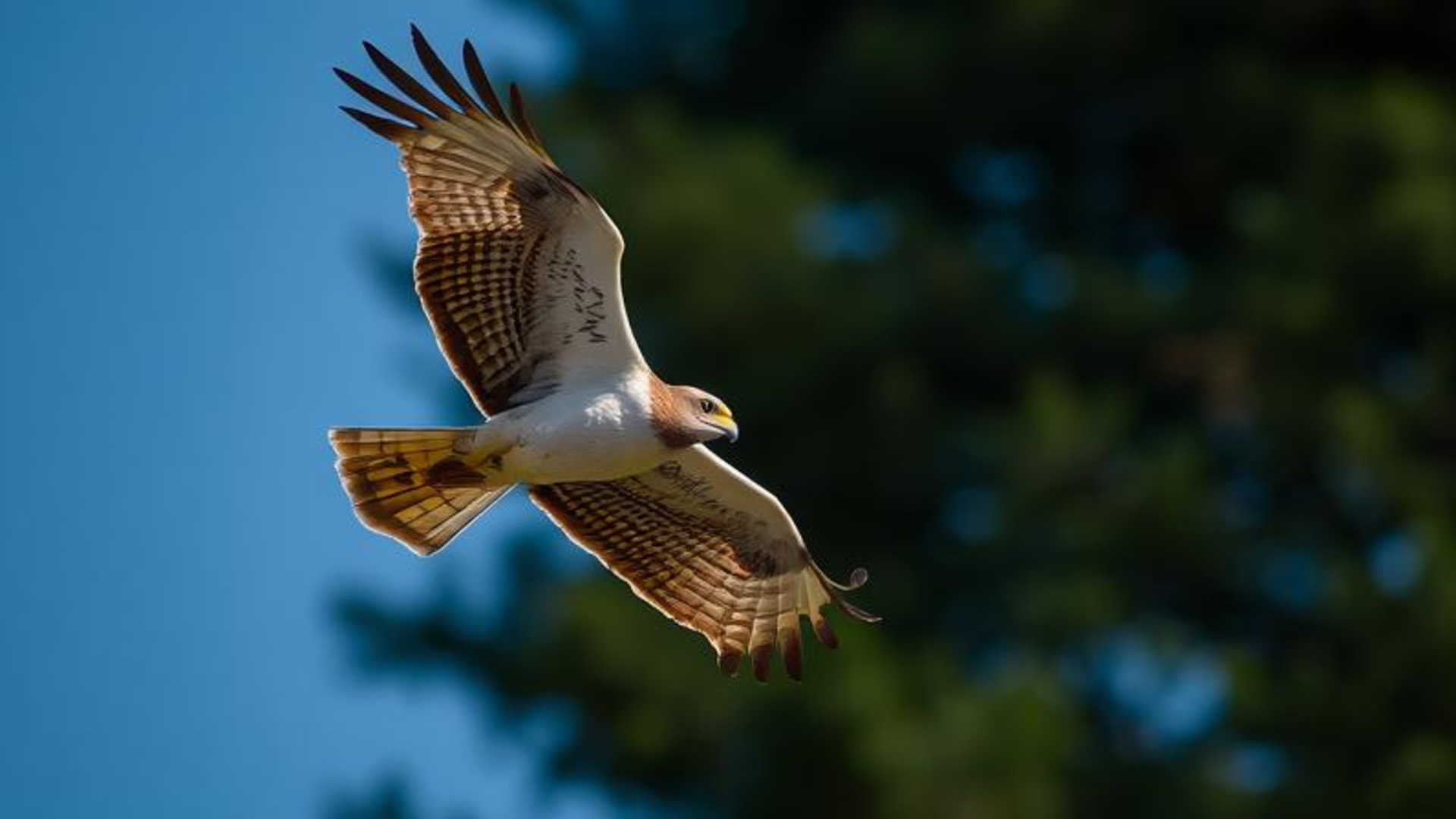 Falcon in its natural habitat