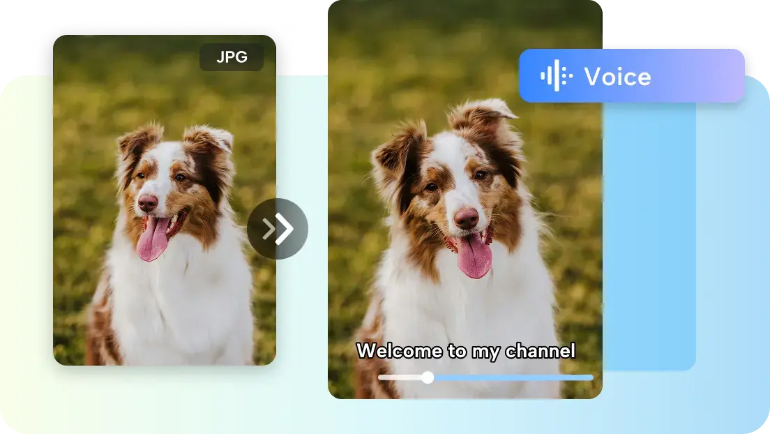 dog dancing videos