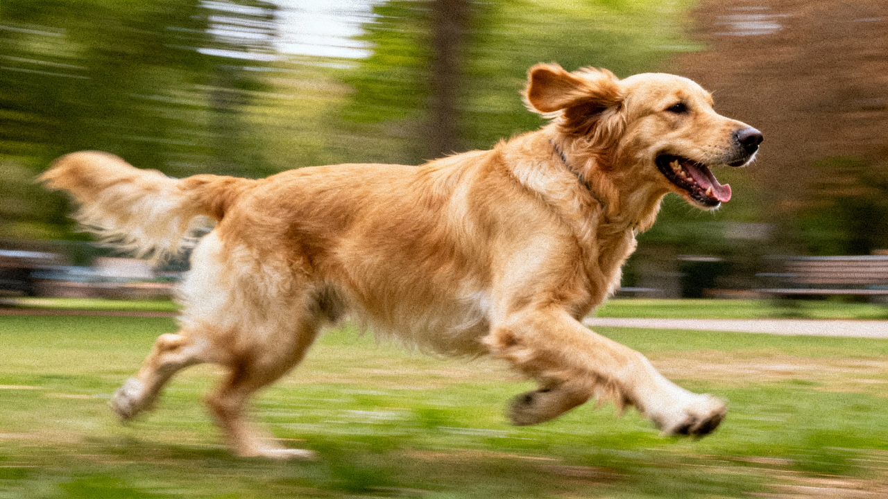 A running golden retriever 