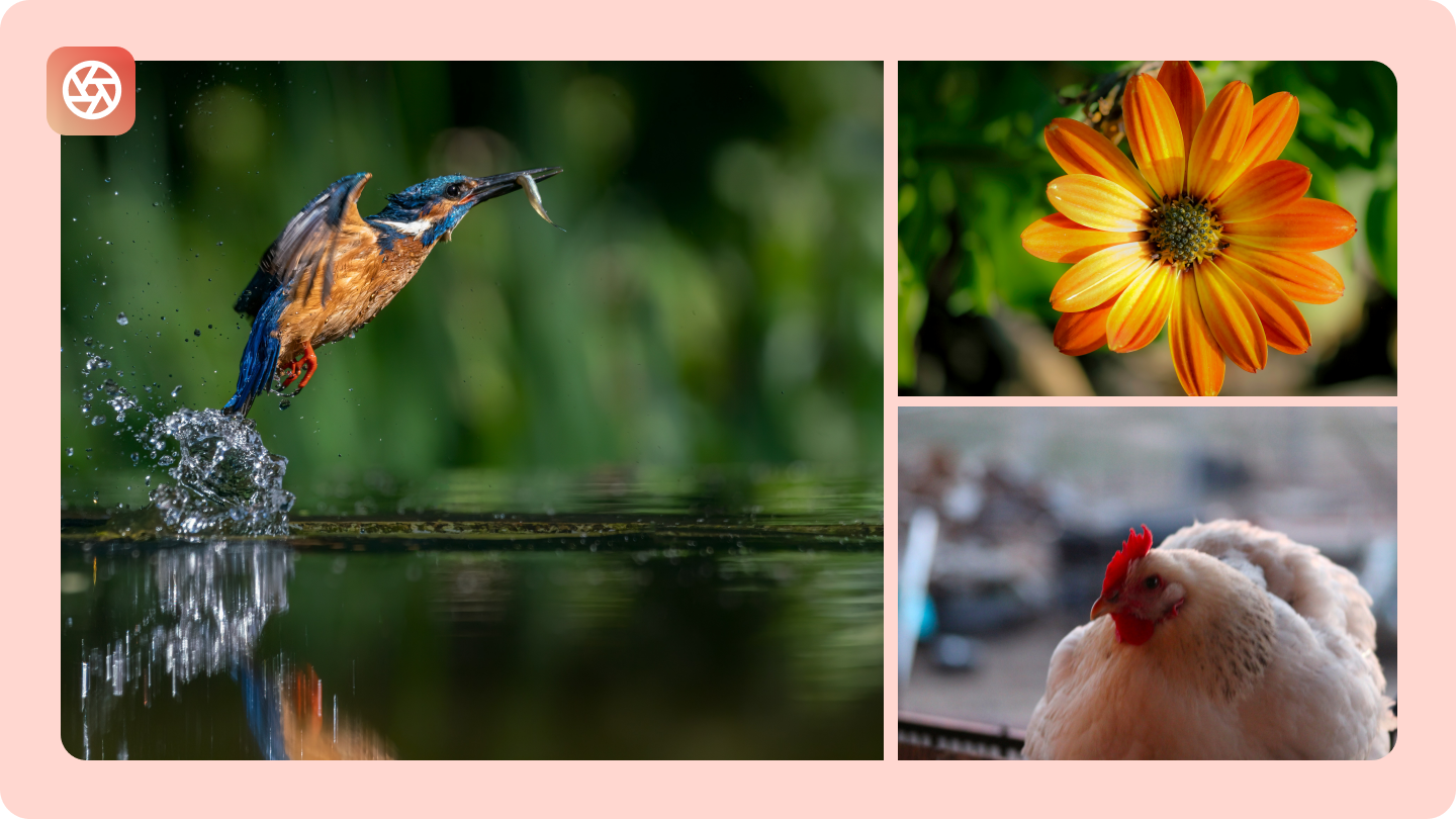 shallow depth of field