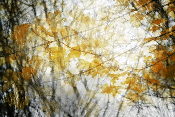 Autumnal abstract best double exposure image