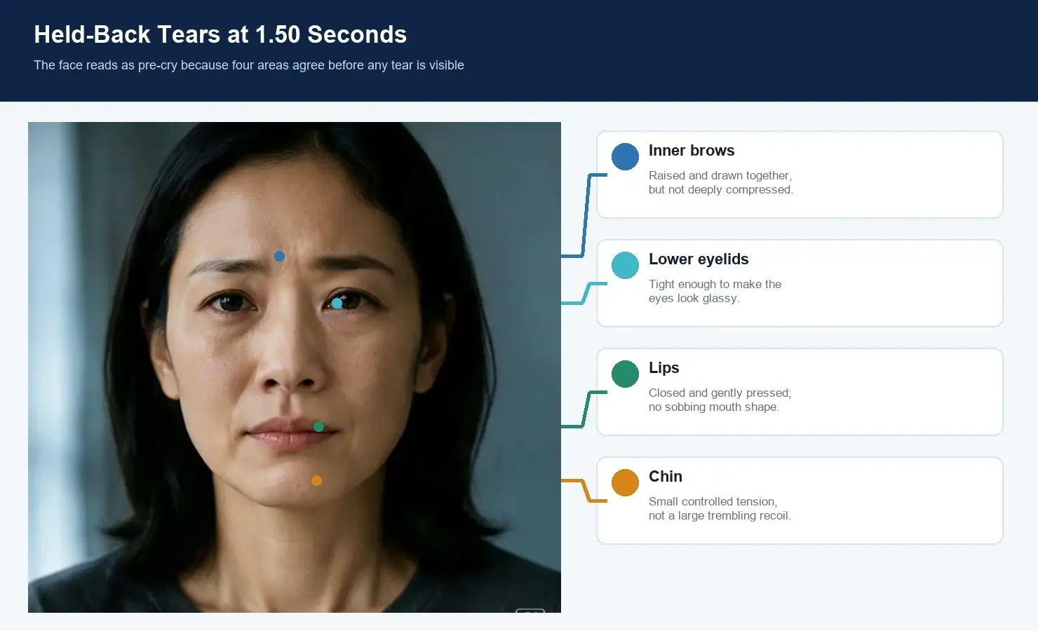 Woman's face annotated with callouts for inner brows, lower eyelids, lips, and chin