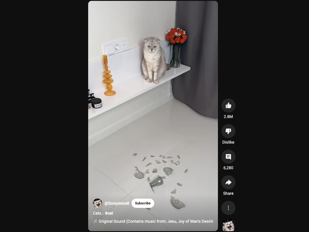 Pet video
