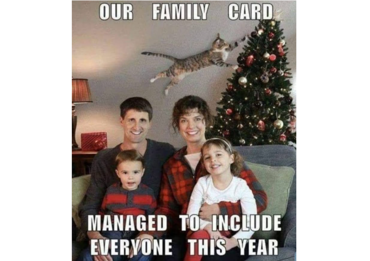 Cat Christmas meme family photo moment