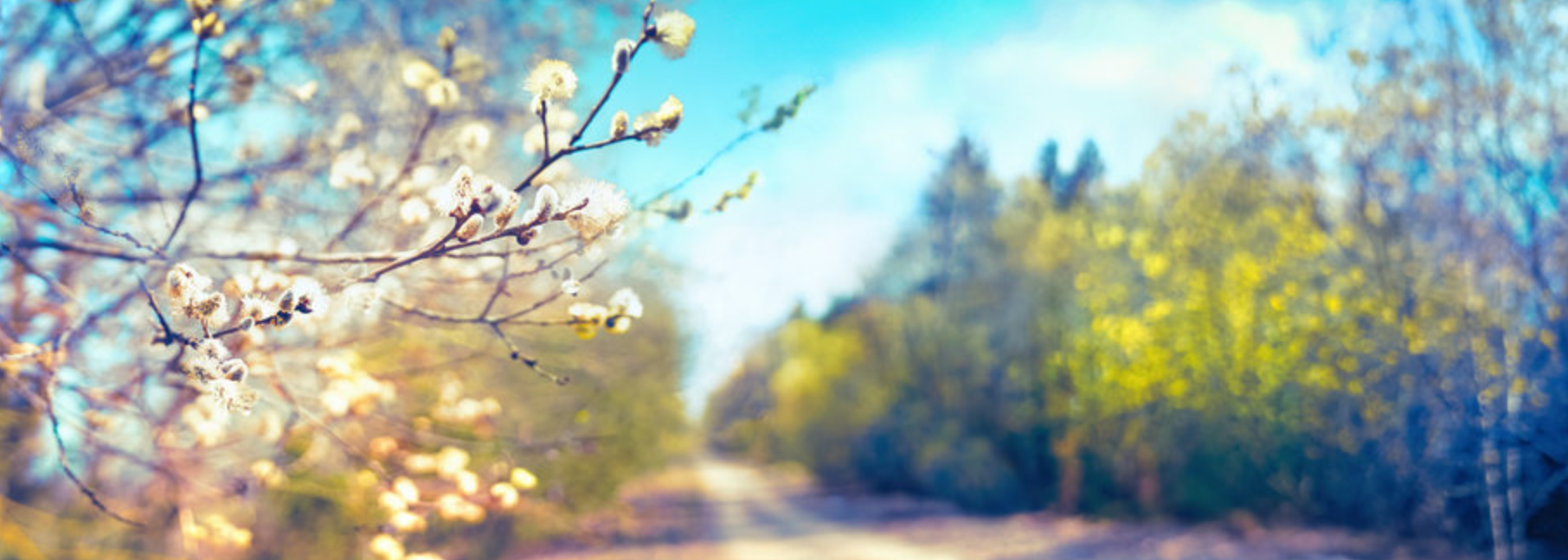 Spring cover photos for Facebook: Soft morning light photography
