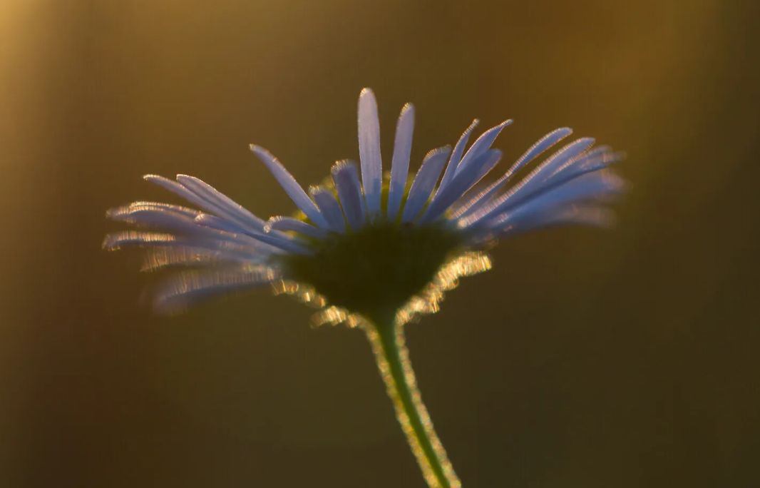Uses of soft lighting in photography: Macro photography