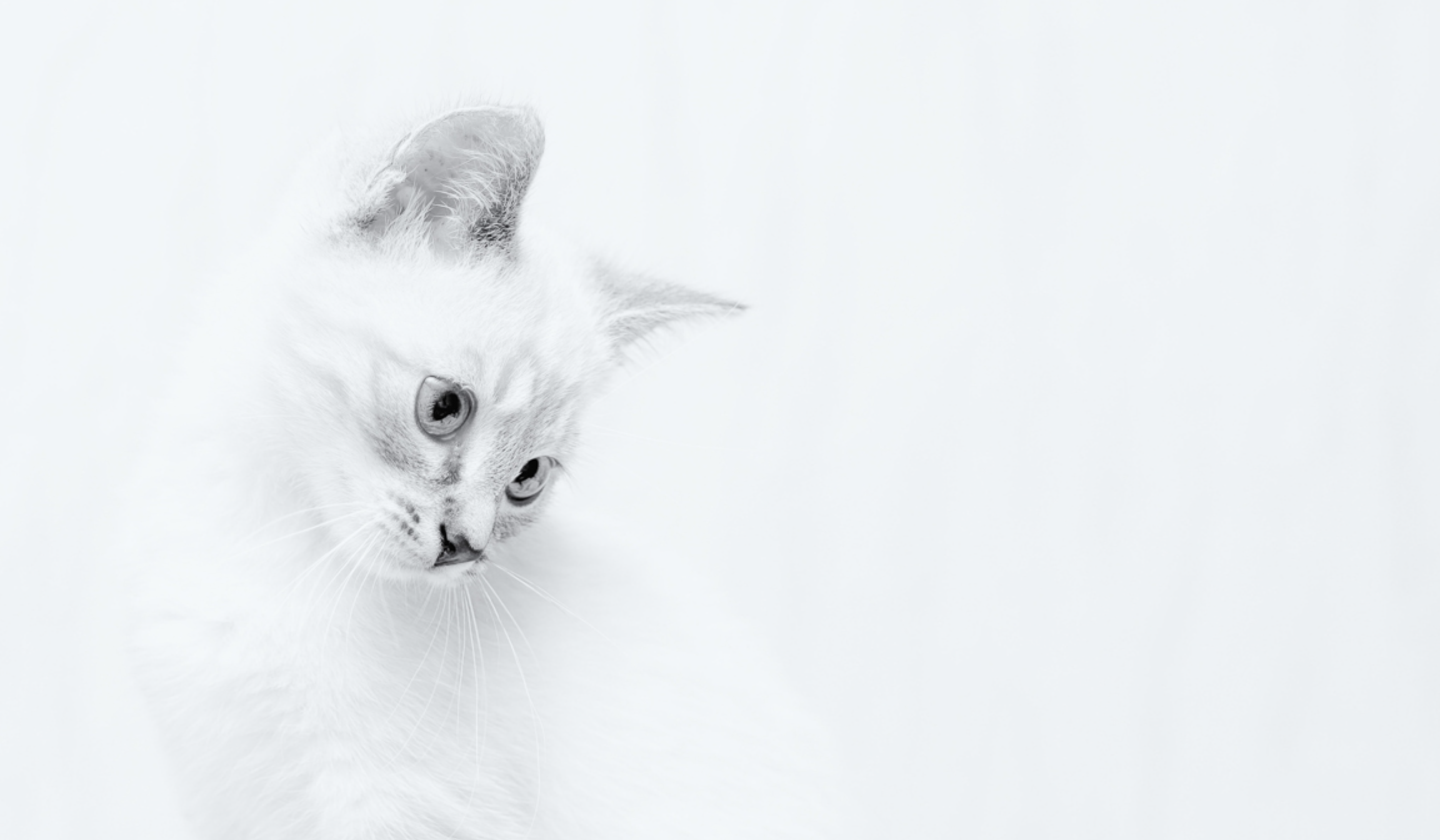 What is high key photography