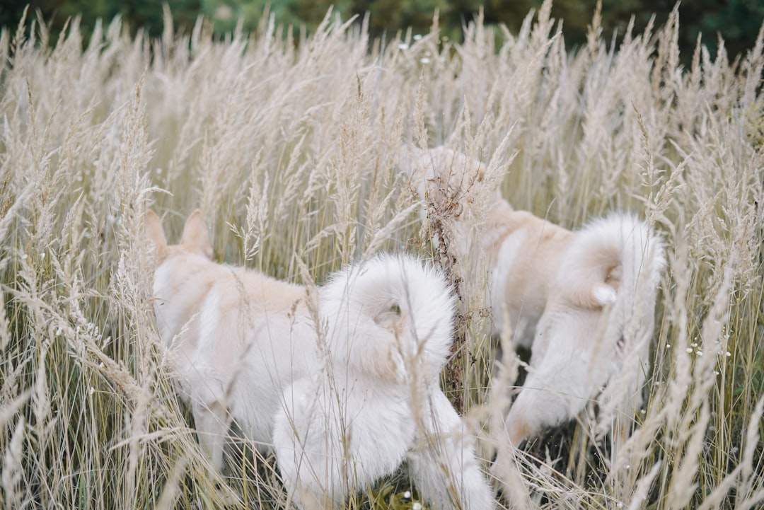 anak anjing golden retriever yang comel bermain bersama di rumput