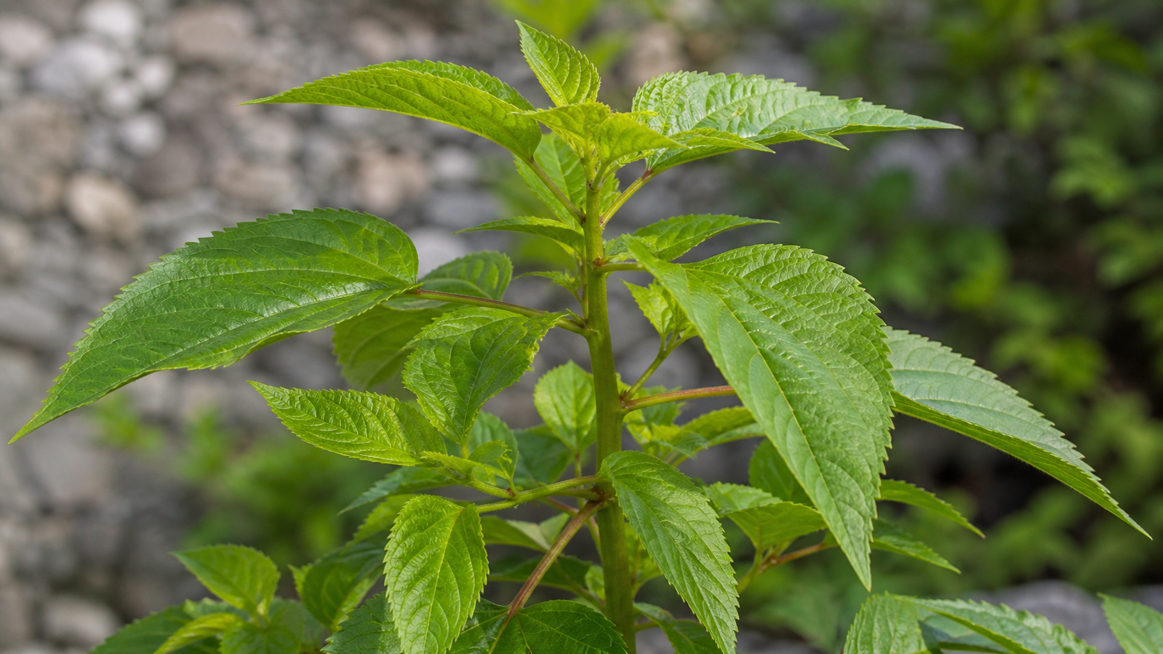 Weed Identifier AI Tool example created for Dreamina