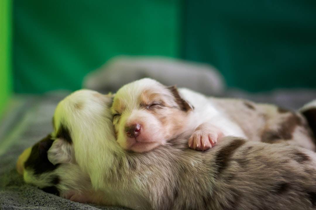 anjing kecil comel berpelukan dengan pemilik menunjukkan cinta dan kasih sayang