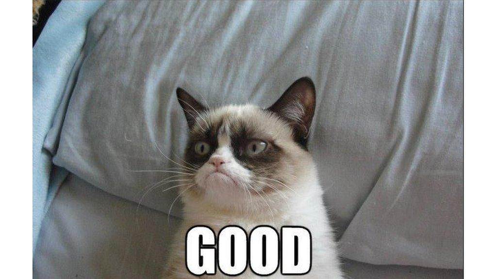 Grumpy Cat meme