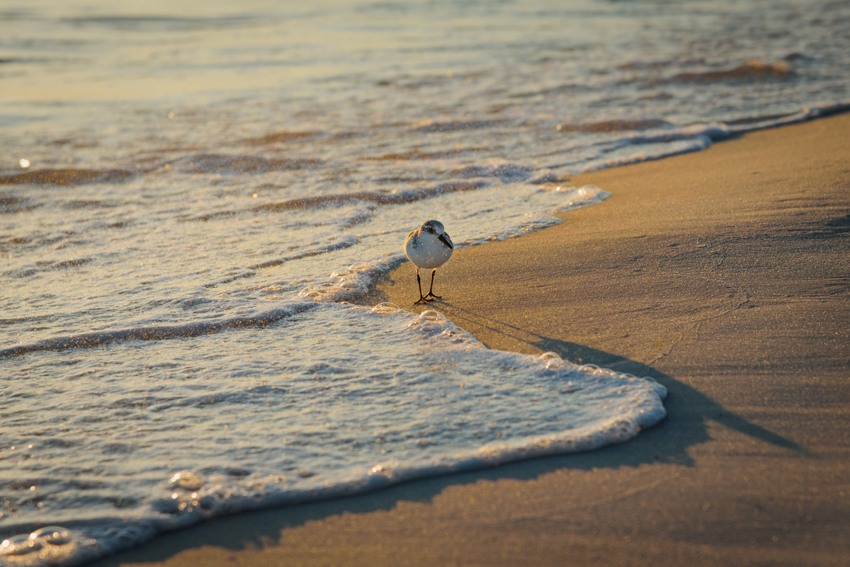 each shoreline curves