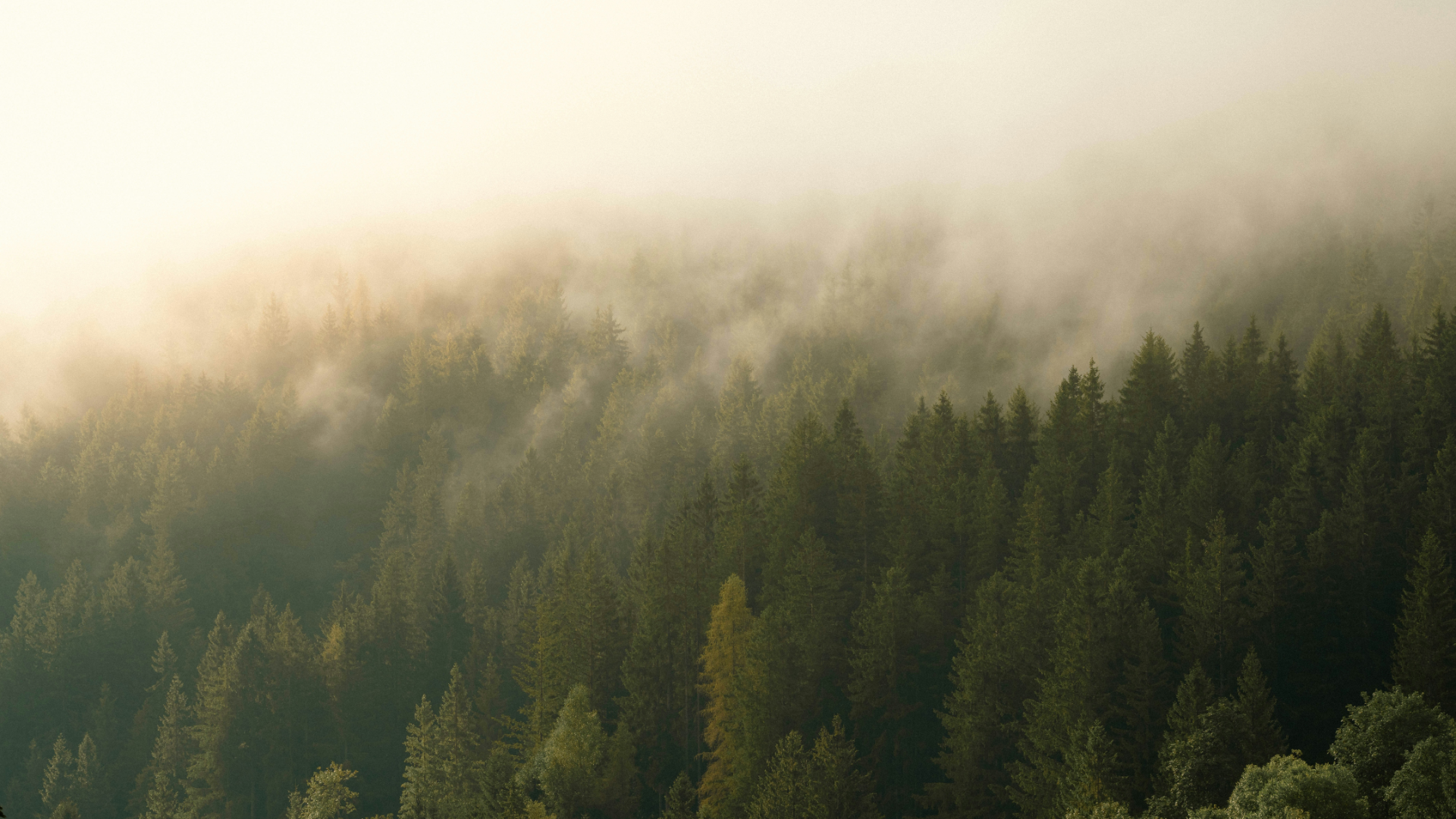 The concept of using AI for creating nature videos