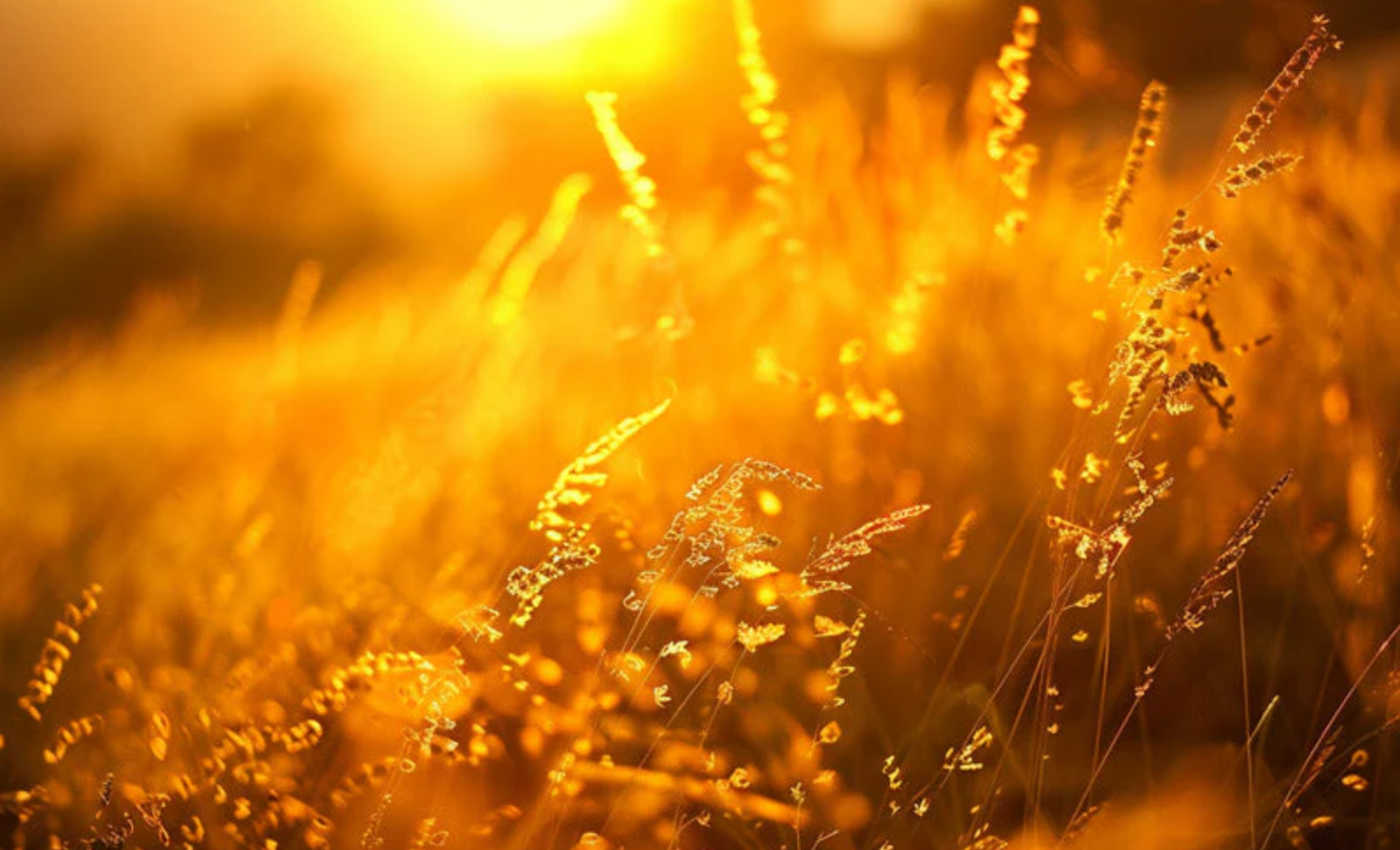 Golden hour photography tips - Find out at what time the golden hour will take place