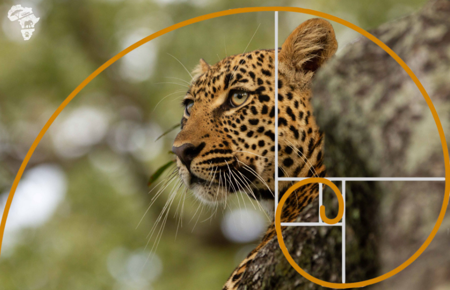 Wildlife photography