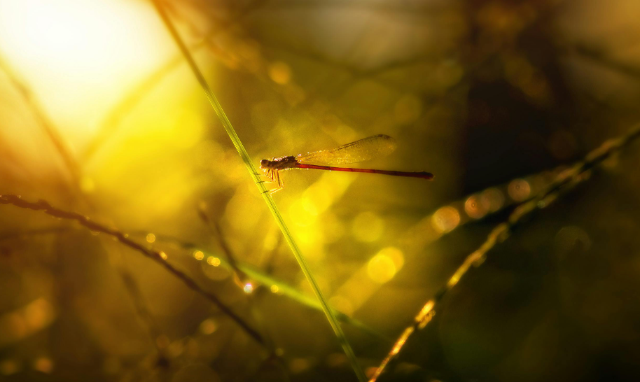 Ideas for beautiful golden hour photography-Macro & detail shots