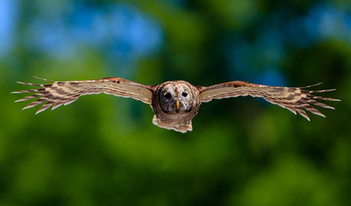 Super telephoto lenses (300mm–600mm+)