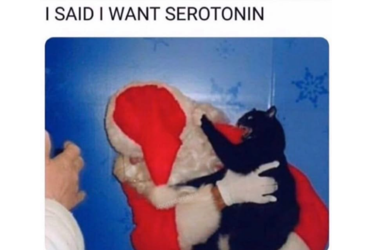 Funny cat meme Christmas grumpy expression